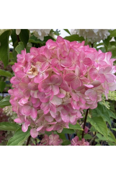 Гортензия метельчатая Ливин Пинк энд Роуз в полном цветении, крупные розовые соцветия